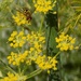 Hoverfly on fennel by flowerfairyann
