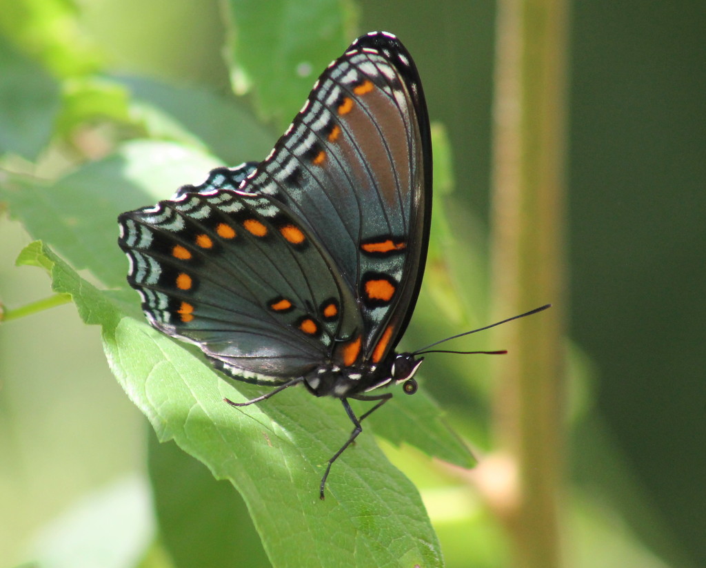 Red-spotted Purple by cjwhite