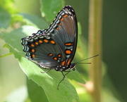 11th Aug 2015 - Red-spotted Purple