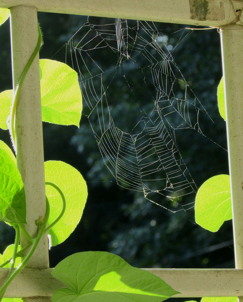 Morning Spider Web by tunia