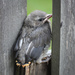 Stay Safe, Little Baby Bird! by sarahsthreads