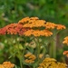 Wildflowers or Weed? by lynne5477