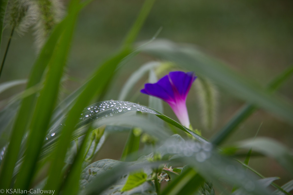 Morning glory in the wet grass by randystreat