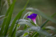 11th Aug 2015 - Morning glory in the wet grass