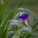 Morning glory in the wet grass by randystreat