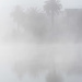 Feeling Foggy  by nicolecampbell