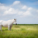 White Horse by ckwiseman