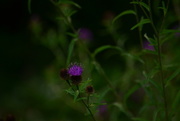 11th Aug 2015 - Thistle and buds