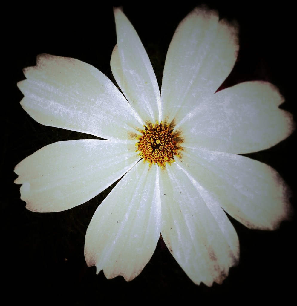 A flower a day..... by joansmor