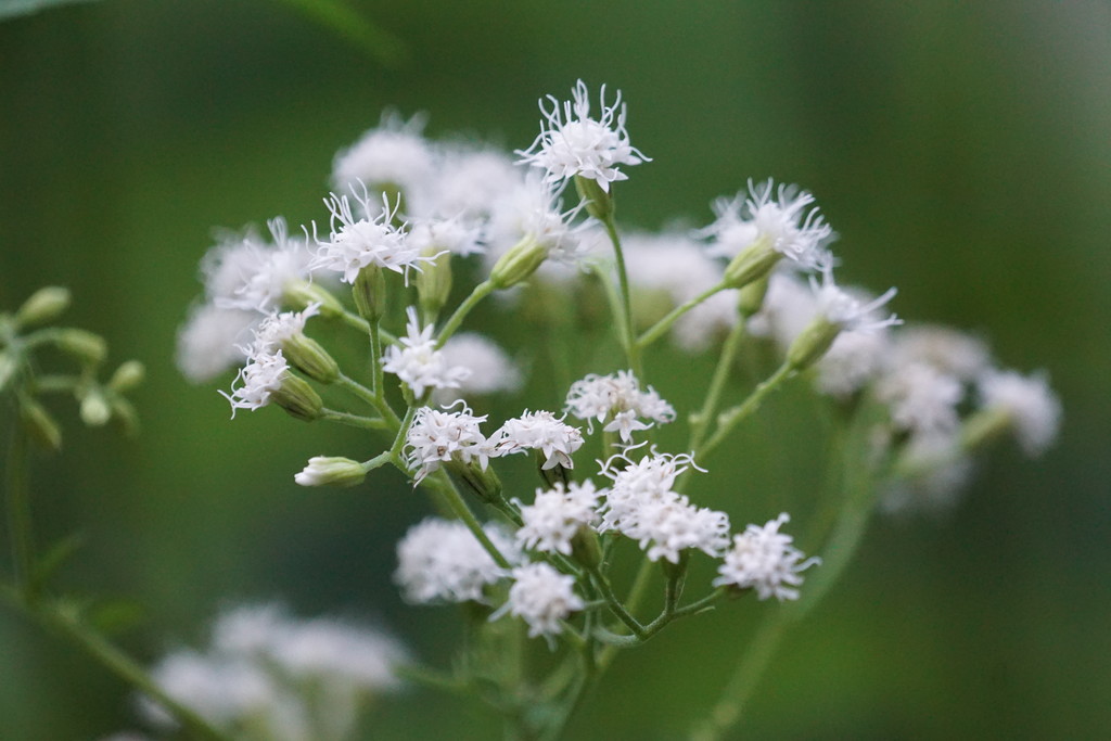 snakeroot by amyk