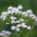snakeroot by amyk