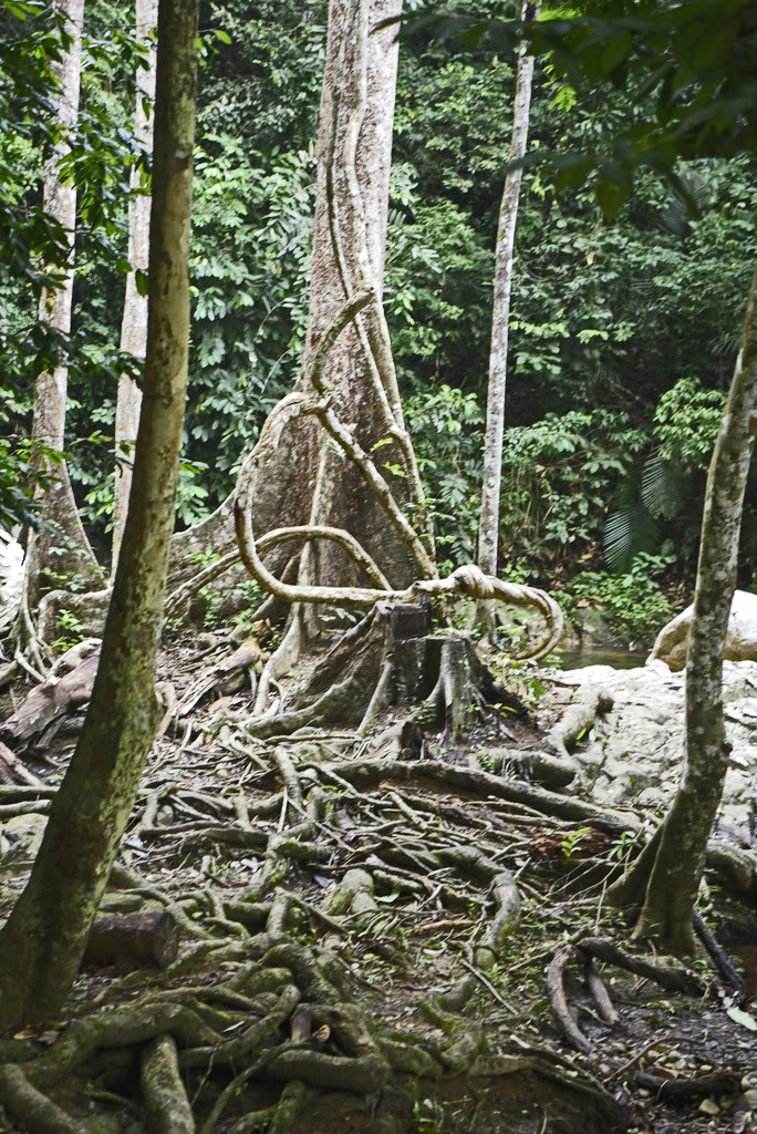 Jungle roots by ianjb21