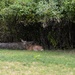 One Earred Deer by kwind
