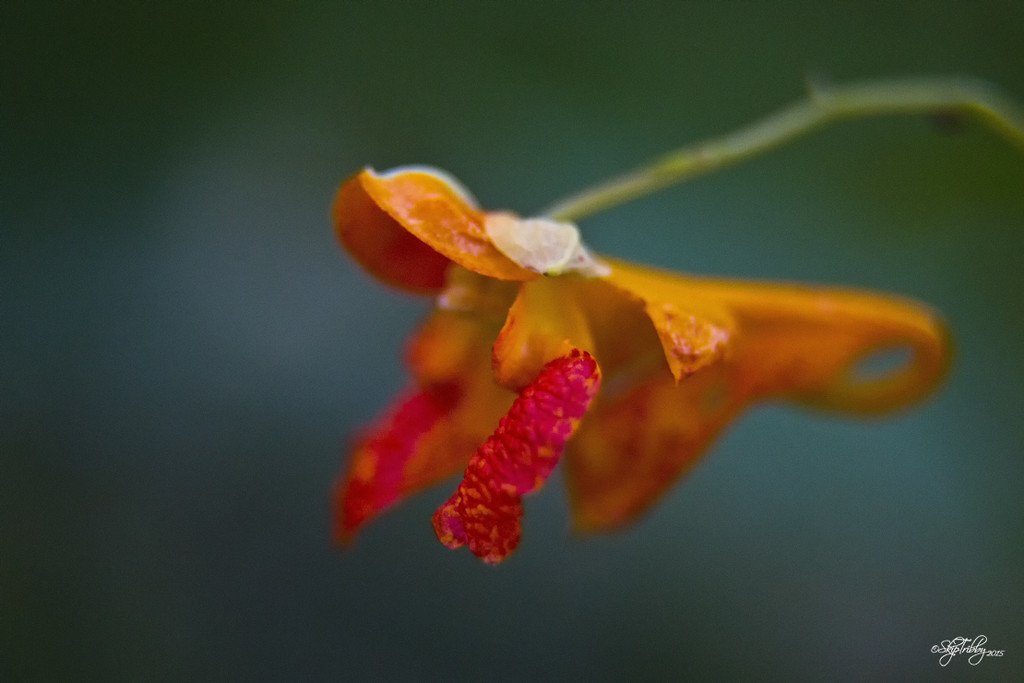 Jewelweed by skipt07