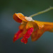 Jewelweed by skipt07