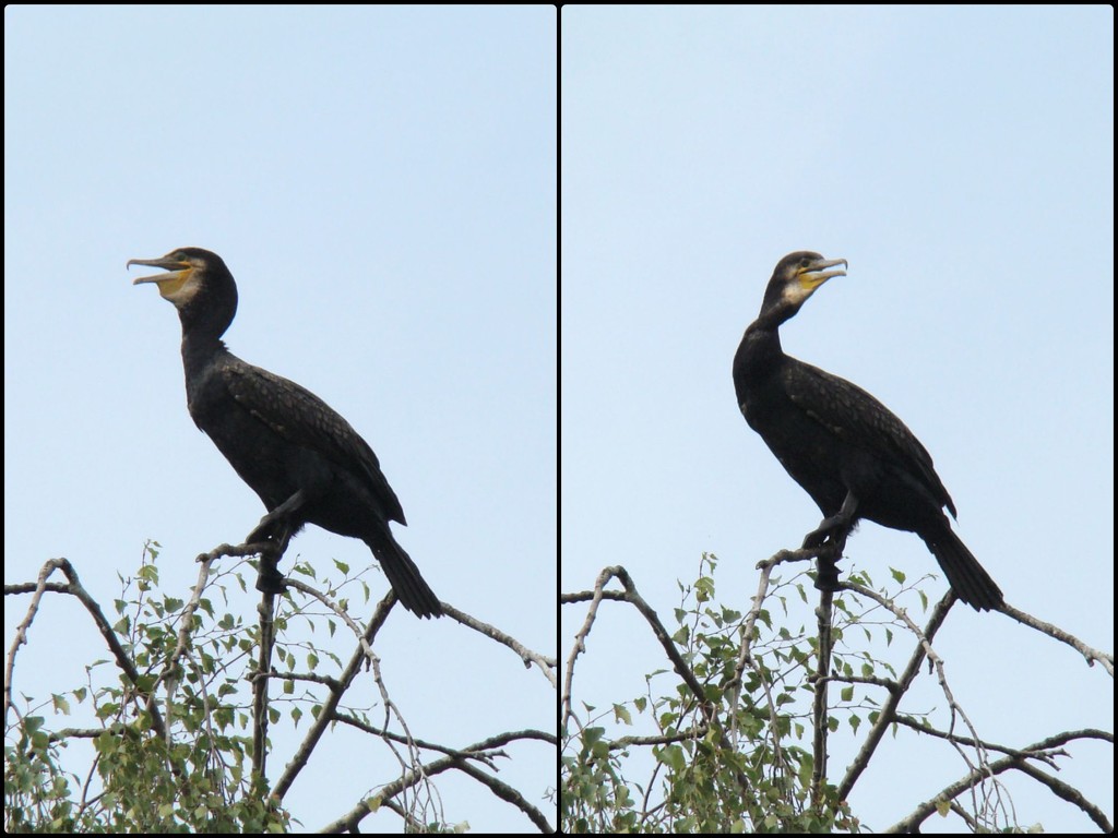The Many Faces Of A Cormorant by bulldog