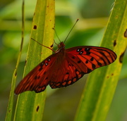 12th Aug 2015 - Butterfly, Magnolia Gardens, Charleston, SC
