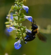 12th Aug 2015 - Busy bumble bee!