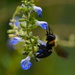 Busy bumble bee! by congaree
