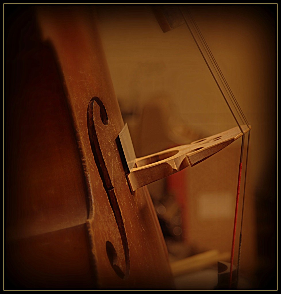 Double bass by dide