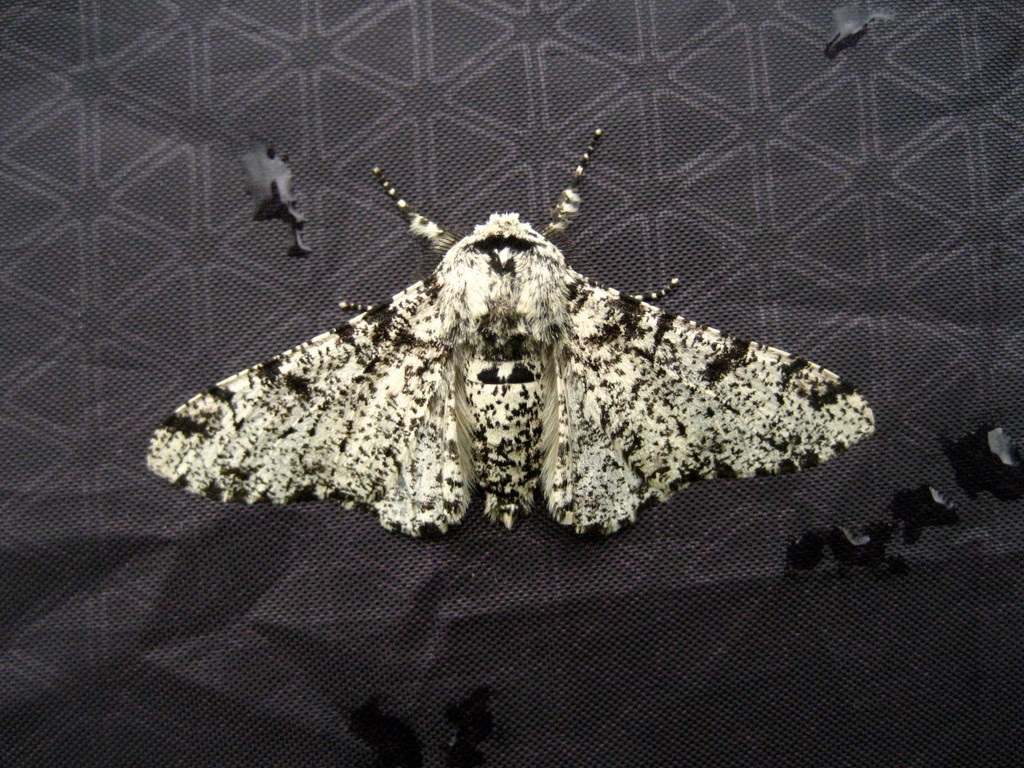 Peppered moth by steveandkerry