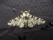 12th Aug 2015 - Peppered moth