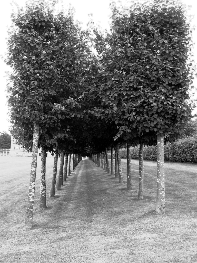 Pleached limes by jeff