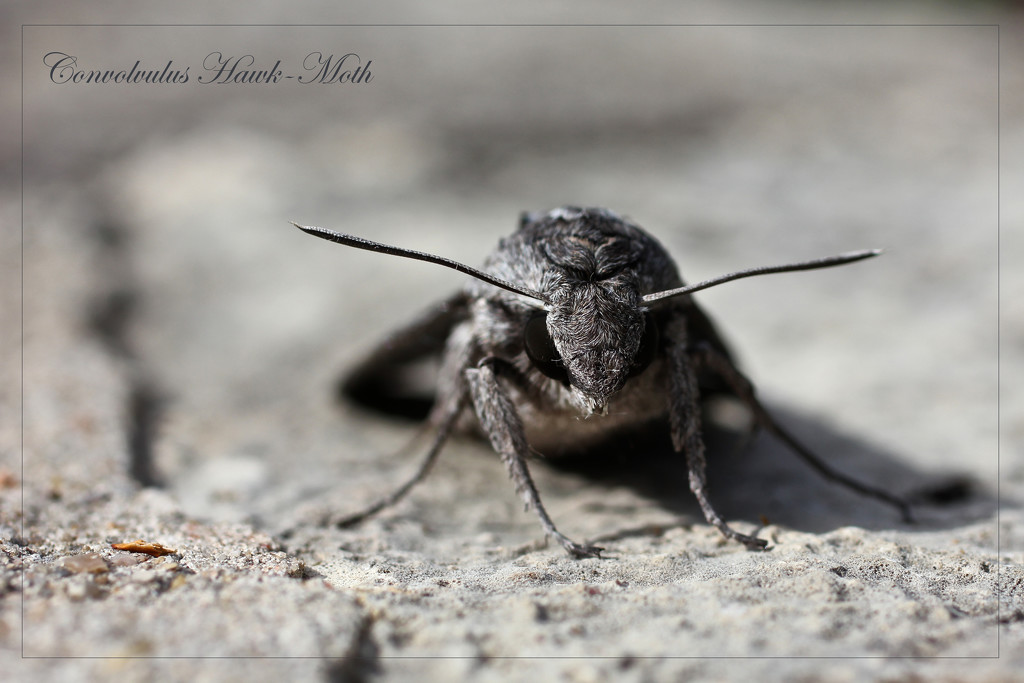 Convolvulus Hawk-Moth by jamibann