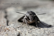12th Aug 2015 - Convolvulus Hawk-Moth