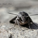 Convolvulus Hawk-Moth by jamibann