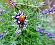 12th Aug 2015 - Lady in the Lavender.