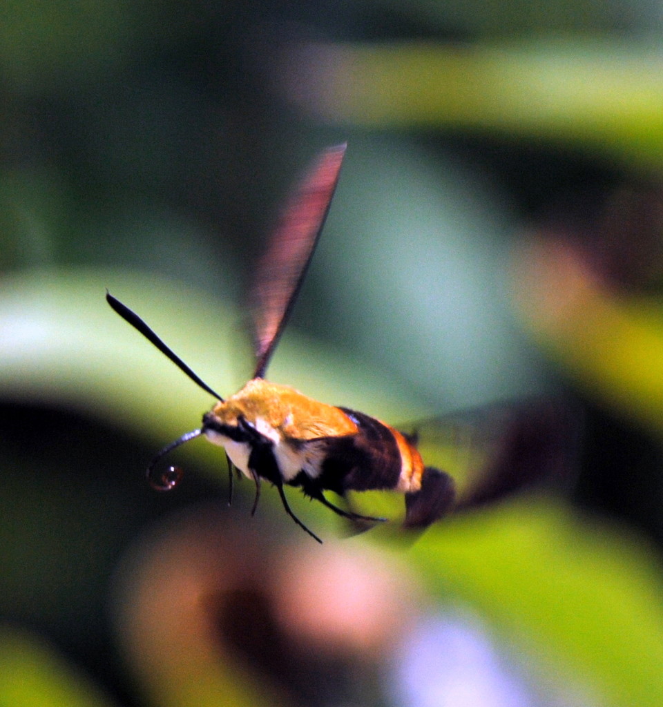 Abstract Hummingbird Moth by genealogygenie