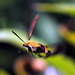 Abstract Hummingbird Moth by genealogygenie