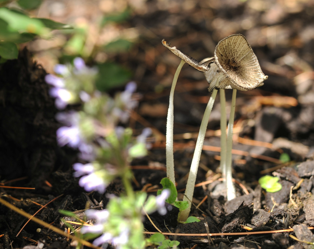 Little mushroom by loweygrace
