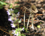 12th Aug 2015 - Little mushroom