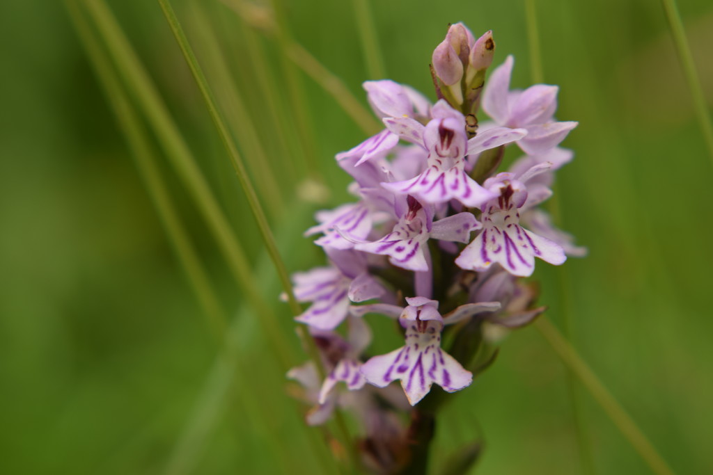 wild orchid by christophercox