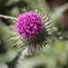 7 August Thistle, one of many different types! by lavenderhouse