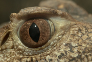 12th Aug 2015 - Eye of the Caiman