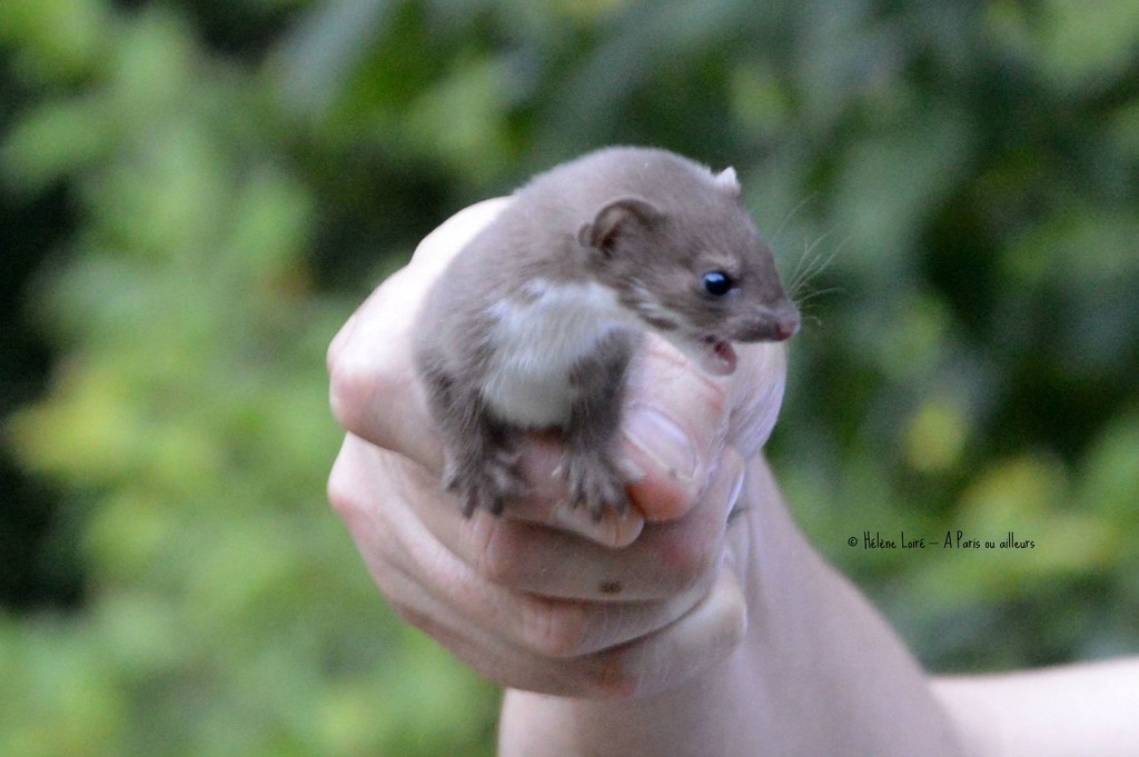 Least weasel by parisouailleurs