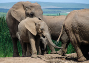 12th Aug 2015 - World Elephant Day