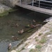 Ducks at Lucija by nami