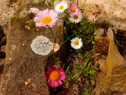 11th Aug 2015 - Daisies in the crevice in the wall...