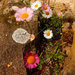 Daisies in the crevice in the wall... by snowy