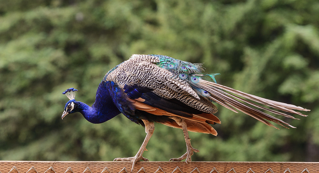 peacock by jgpittenger
