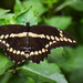 Swallowtail by rickster549
