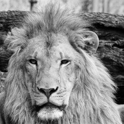12th Aug 2015 - King of Beasts in B and W