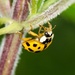 22 spot ladybird by barrowlane