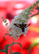 12th Aug 2015 - Hummingbird Moth On A Butterfly Bush 