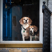 12th Aug 2015 - Monica & Luis's Beagles