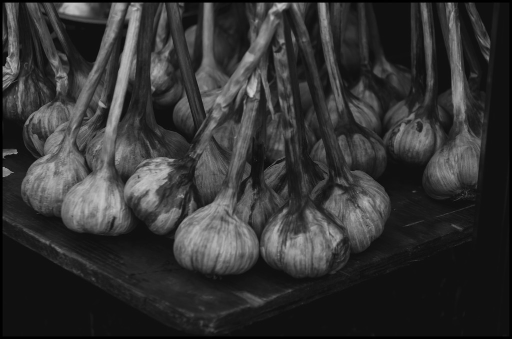 Garlic by dakotakid35